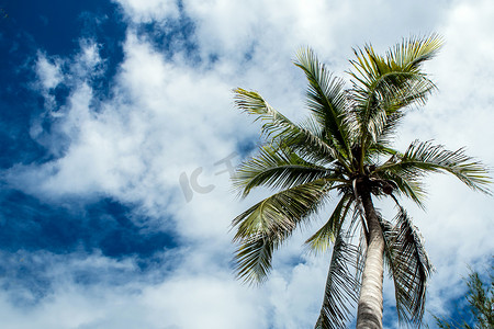 椰树下仰望天空