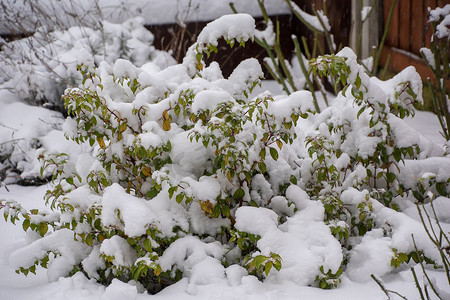 被雪覆盖的植物