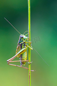 绿草叶上的昆虫 Roesel 的布什蟋蟀
