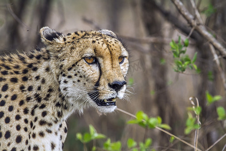 南非克鲁格国家公园的猎豹