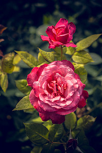 玫瑰花背景摄影照片_春天花园里盛开美丽的玫瑰