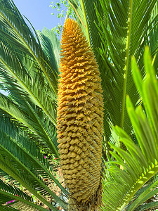 cone摄影照片_常绿植物 Cycas rumphii cone。