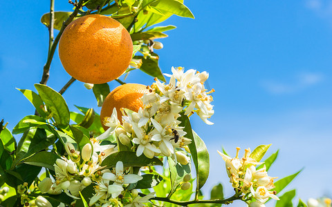 有新鲜水果和花朵的橙树