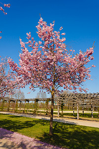 桃树开花摄影照片_一棵开花的樱桃树