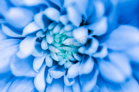 鲜花广告背景摄影照片_抽象花卉背景，蓝色菊花。