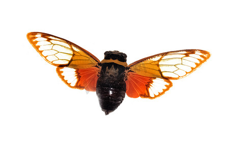大棕色甲虫，孤立在白色背景上，蝉科，Pomponia Imperatoria