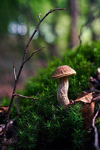 生长在森林青苔的桦树牛肝菌蘑菇或 leccinum scabrum