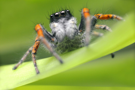 蜘蛛类摄影照片_蜘蛛与美丽的眼睛特写。