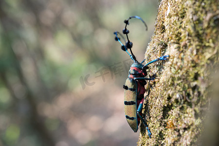 自然界中的长角牛甲虫。