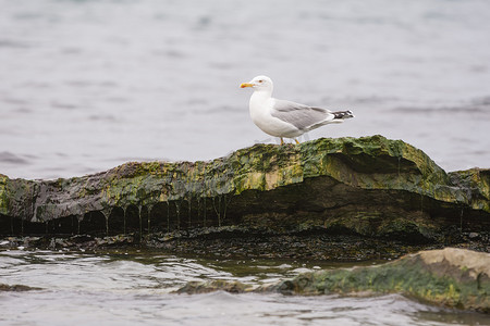 海鸥坐在高出水面的岩石上