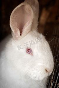 白兔眼睛摄影照片_白兔的肖像