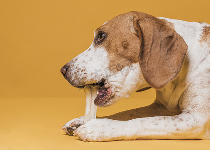 侧视图可爱的狗吃骨头。