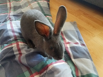 灰色大耳朵兔子摄影照片_木地板上毯子上的灰色兔子，长着胡须和耳朵