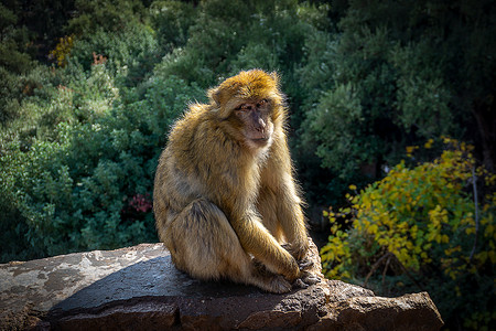 摩洛哥 Ozoud 瀑布的野生柏柏尔猴