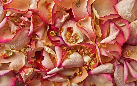 粉色和白色的玫瑰花瓣背景