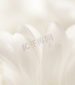 抽象花卉背景，白色菊花花瓣。
