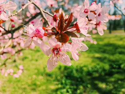 苹果开摄影照片_苹果树花开，春天花开