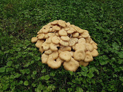 昆虫蘑菇摄影照片_绿草上的黄色和白色蘑菇，杂草与蟋蟀