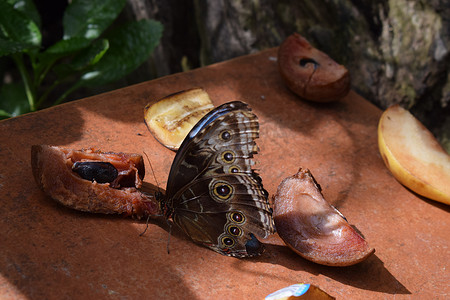 加勒比海岛屿阿鲁巴岛棕榈滩蝴蝶农场色彩艳丽的彩色蝴蝶