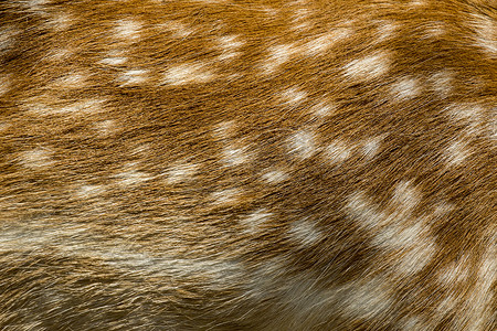 带有浅棕色和深棕色斑点的小鹿真皮。