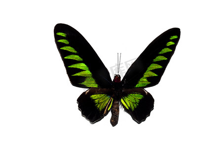 翅膀大翅膀摄影照片_有绿色翅膀的大蝴蝶，在白色背景上隔离