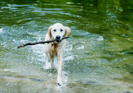 走出水的美丽的狗