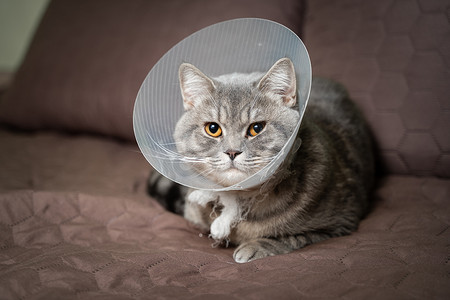 眼睛手术摄影照片_手术后，家养的灰色英国短毛猫，橙色的眼睛，戴着保护项圈，坐在家里的沙发上。