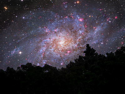 森林夜空中的银河背影树