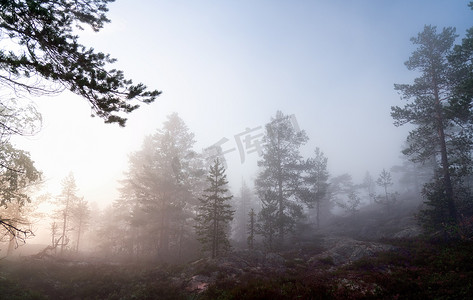 浓雾森林摄影照片_斯堪的纳维亚山松树林上空覆盖着浓雾，瑞典北部山区的夏日，浓雾弥漫