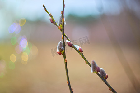 花枝鼠摄影照片_春林褪色柳花枝，选择性聚焦，模糊背景