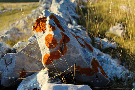 橙色地衣菌落，在浅色石头上。