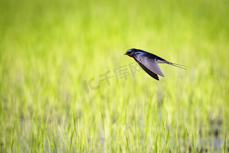 春归燕子摄影照片_家燕在自然背景下在田野中央飞翔的图像。