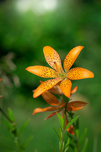 橙色百合花