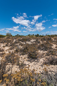 蓝色放射摄影照片_Ria Formosa 沼泽地沙丘上的植被