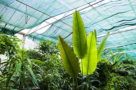 第比利斯植物园的橘园热带植物及生长