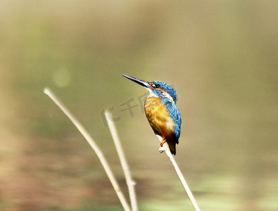 孟加拉国野生动物图片