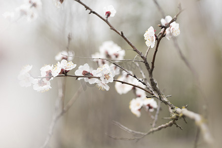 乌克兰基辅，2014 年 4 月：森林中野李的盛开