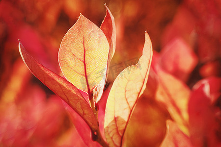 活力红色摄影照片_秋天的自然氛围，充满活力的树叶颜色 — 橙红色调的蓝莓丛