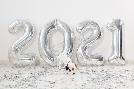 新年活动邀请函摄影照片_杰克罗素梗犬，带着气球，数字为 2021。新年庆祝活动。