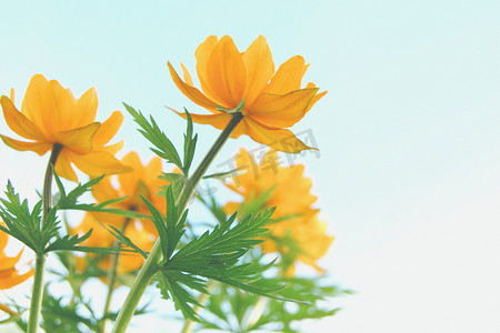 淡绿色卷轴摄影照片_淡蓝天的橙色金莲花，复制空间