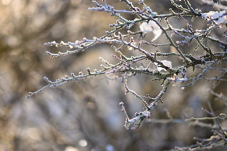 树枝上有霜和雪。