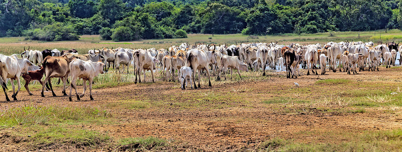 瘤牛家养牛 在领域的母牛。