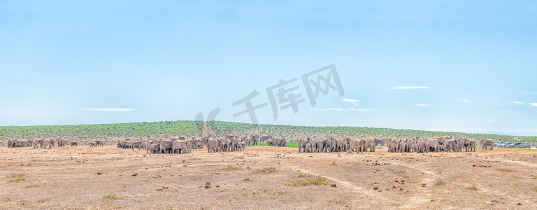 200多头大象等待饮水