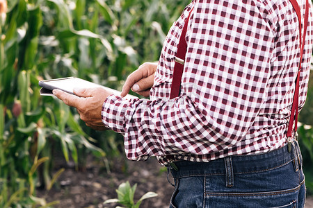 带数字平板电脑的老年农民在田间智能农场的玉米田工作。