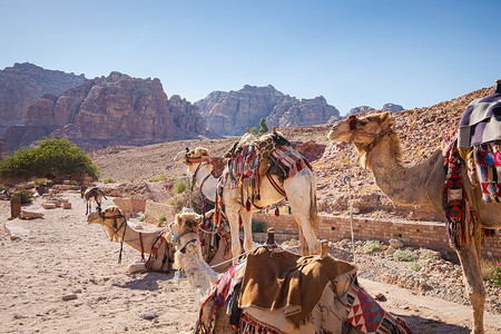 带鞍的骆驼站着或蹲着等待旅游