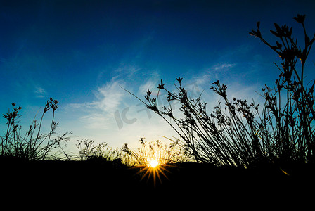 小麦剪影摄影照片_早晨天空明亮的草地剪影