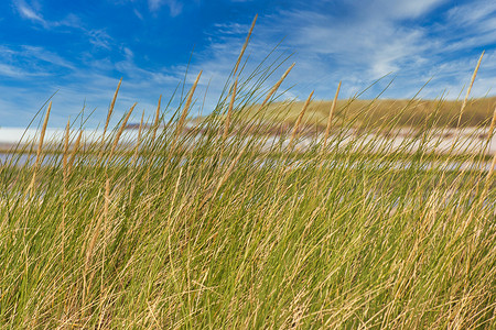 德克尔摄影照片_特克塞尔岛——北海沙滩，花草遍地