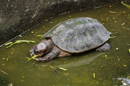 巨型亚洲池龟，亚洲巨型水龟 (Heosemys Grandis) 的图像在水面上。
