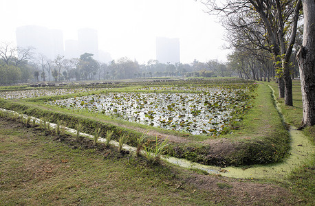 雾天公园里的莲花田。
