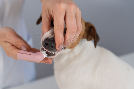 女兽医用一把特殊的刷子把它放在手指上，给狗杰克罗素梗刷牙。